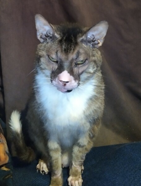 Passports, buckets and spades - the Excellent Cats go on their holidays