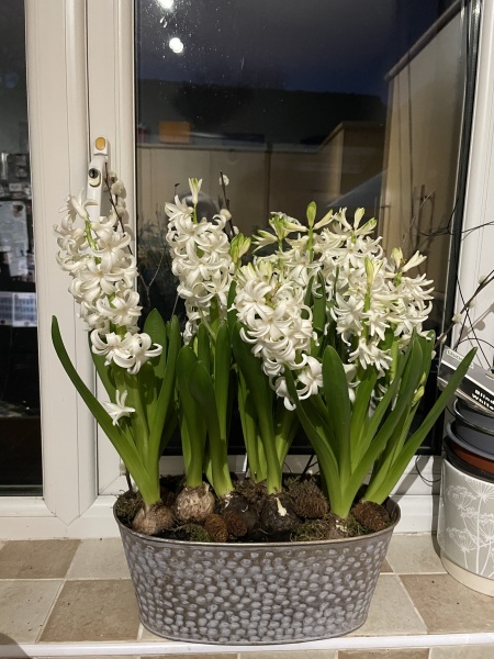 What have you done in the garden today? Part 6