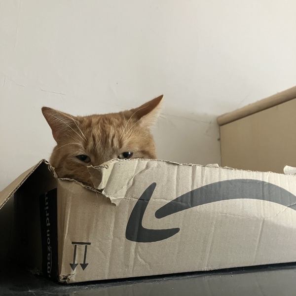 To also lock cat out of the room?