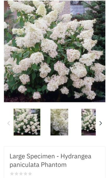 Hydrangeas!