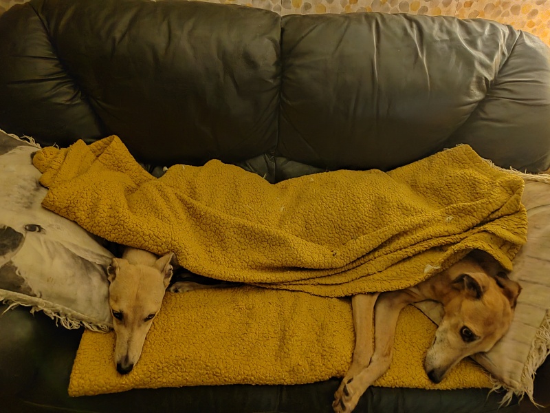 Greyhound