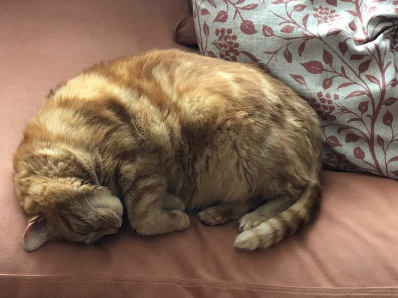 Passports, buckets and spades - the Excellent Cats go on their holidays