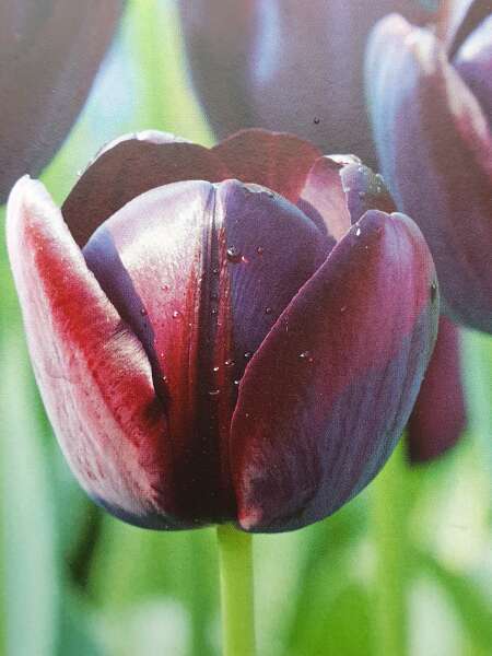 Autumn - Gardening Jobs to do this Season (Sep, Oct, Nov)