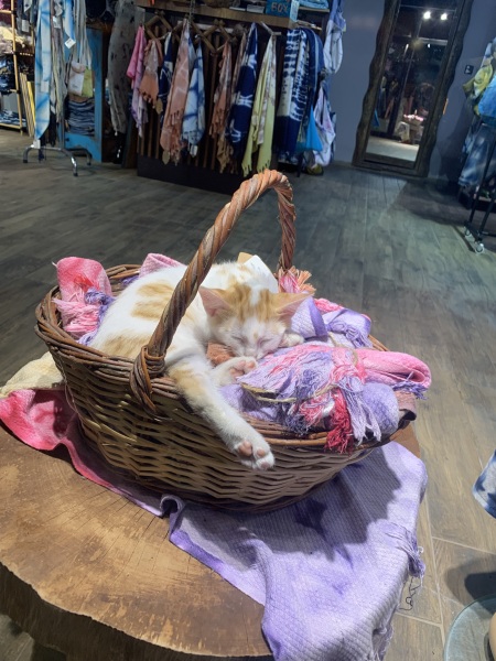 Passports, buckets and spades - the Excellent Cats go on their holidays