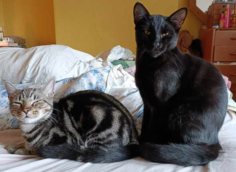 Siblings - uneven balance of power and bullying!