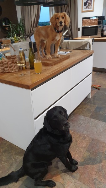 AIBU to think dog owners have low hygiene standards.