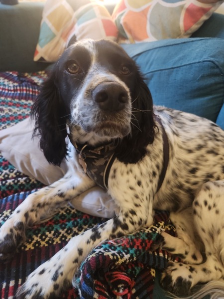 A photo of your dog right now