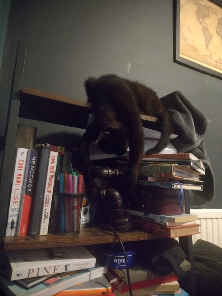 Passports, buckets and spades - the Excellent Cats go on their holidays