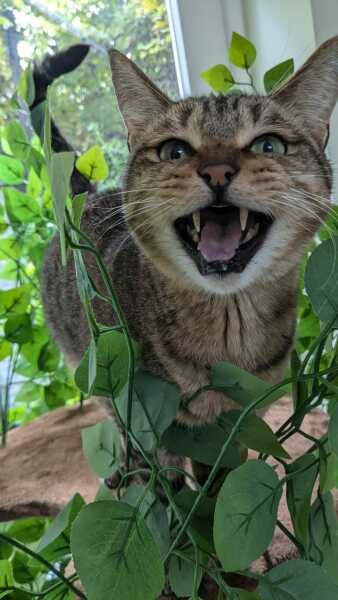Passports, buckets and spades - the Excellent Cats go on their holidays