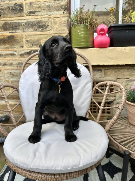 Puppy Survival Thread for New & Old Pups - Soon be Autumn 2024