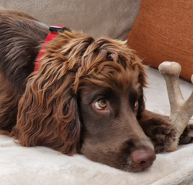Puppy Survival Thread for New & Old Pups - Soon be Autumn 2024
