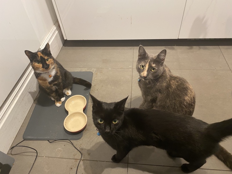 Flounders or Flouncers? The Excellent Cats continue their important debate