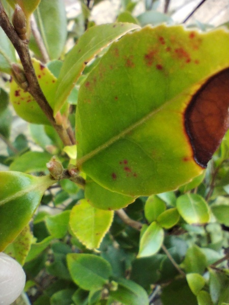 Is this disease or damage?