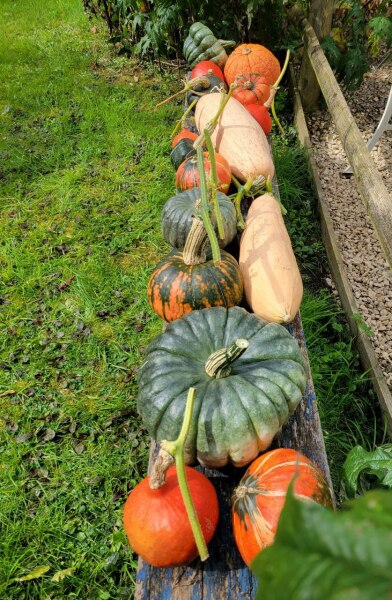 The Vegetable Patch 2024/2025