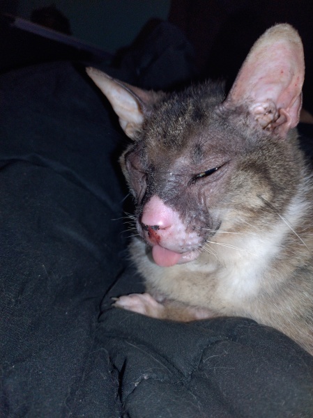 Flounders or Flouncers? The Excellent Cats continue their important debate