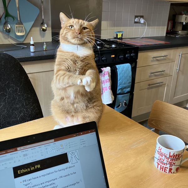 Passports, buckets and spades - the Excellent Cats go on their holidays