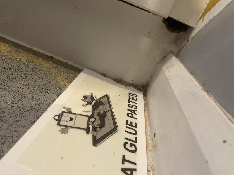 How to cope with rat entering my kitchen