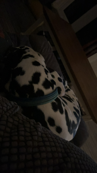 A photo of your dog right now