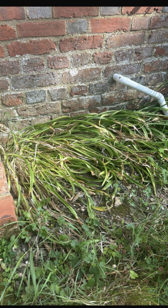 Plant I'd