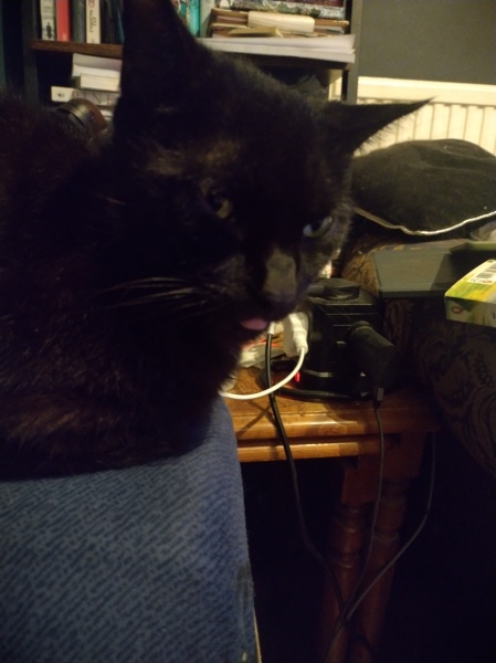 Flounders or Flouncers? The Excellent Cats continue their important debate