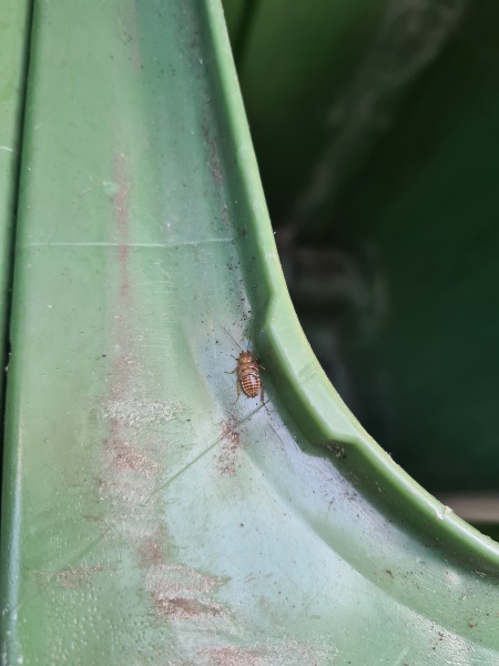 Cockroaches in garden