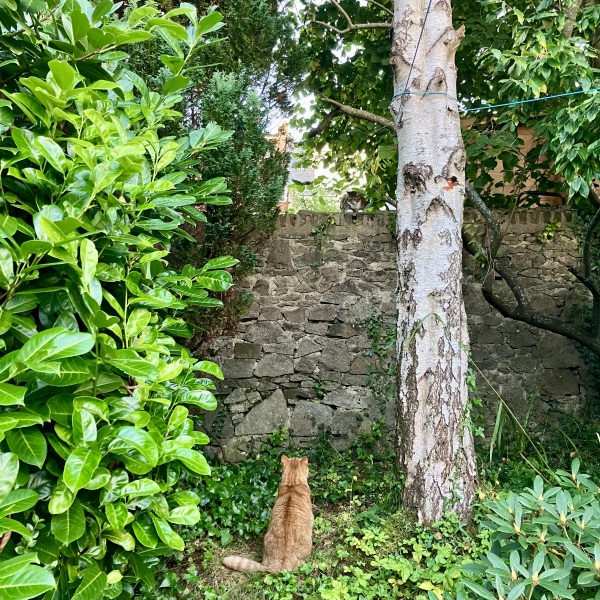 Flounders or Flouncers? The Excellent Cats continue their important debate