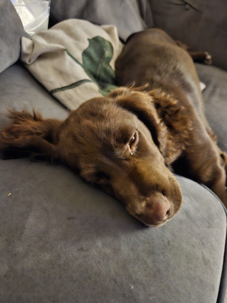 A photo of your dog right now