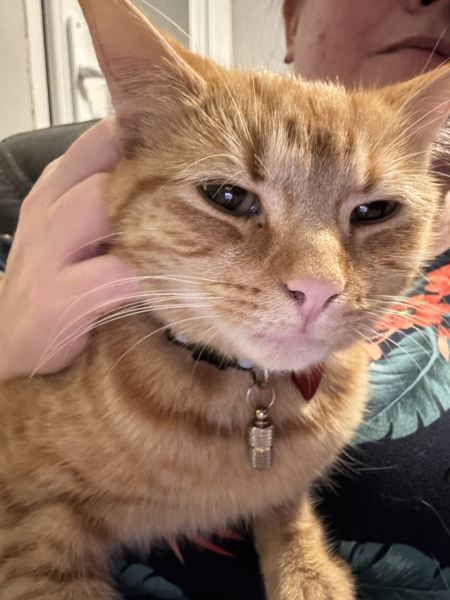 Flounders or Flouncers? The Excellent Cats continue their important debate