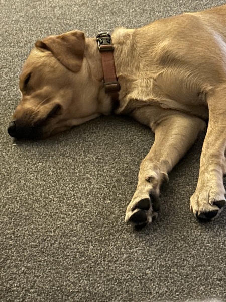 A photo of your dog right now