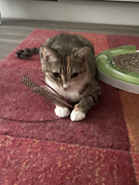 Flounders or Flouncers? The Excellent Cats continue their important debate