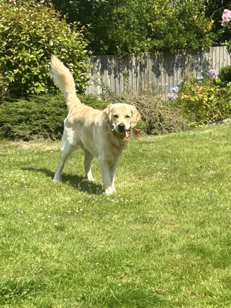 Puppy Survival Thread for New & Old Pups - Soon be Autumn 2024