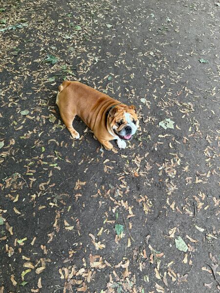 A photo of your dog right now
