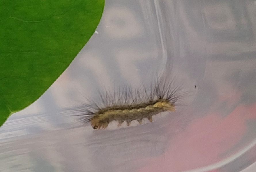 Can anyone help me ID this caterpillar?