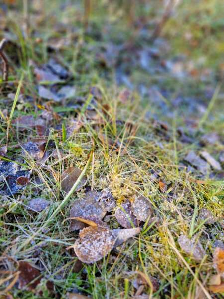 The Autumnal Christmas Chronicles Preamble thread