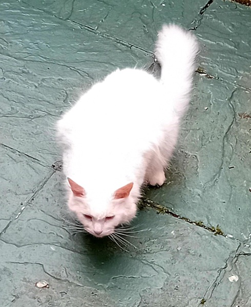 Passports, buckets and spades - the Excellent Cats go on their holidays