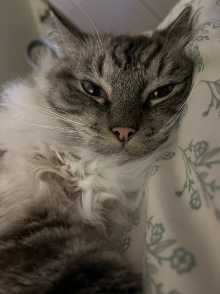 Flounders or Flouncers? The Excellent Cats continue their important debate