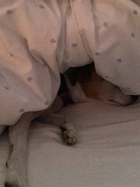 A photo of your dog right now