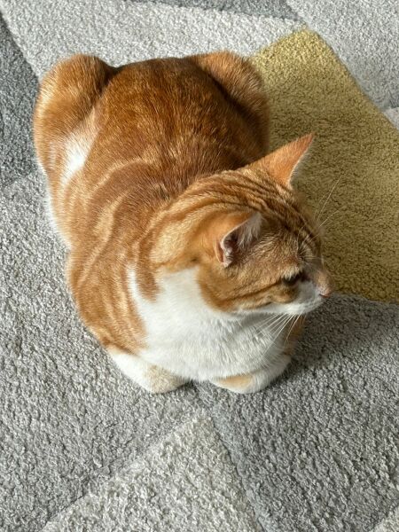 female cat much happier.