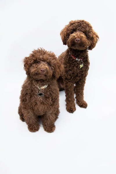Which Hypoallergenic dog?