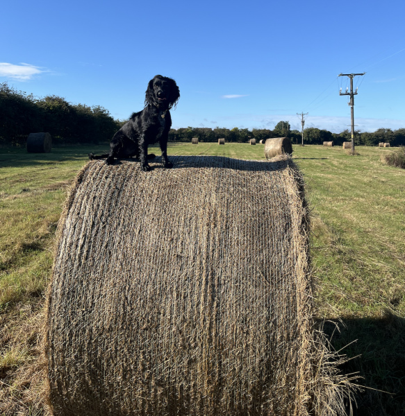Puppy Survival Thread for New & Old Pups - Soon be Autumn 2024