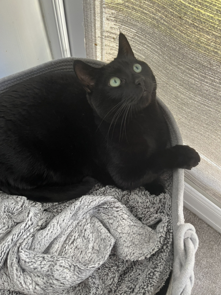 Passports, buckets and spades - the Excellent Cats go on their holidays