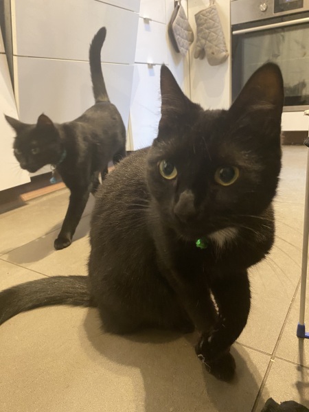 Flounders or Flouncers? The Excellent Cats continue their important debate