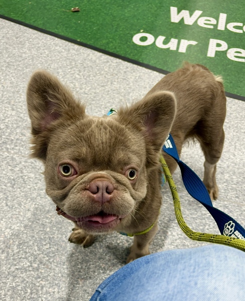 Thread 8 Starmer : Cat fur on new clothes