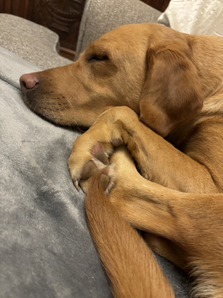 A photo of your dog right now