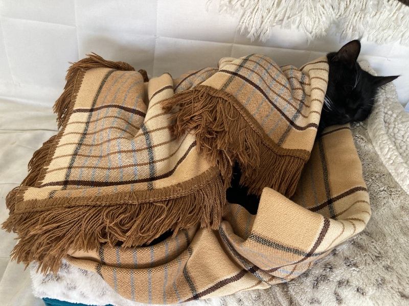 Passports, buckets and spades - the Excellent Cats go on their holidays