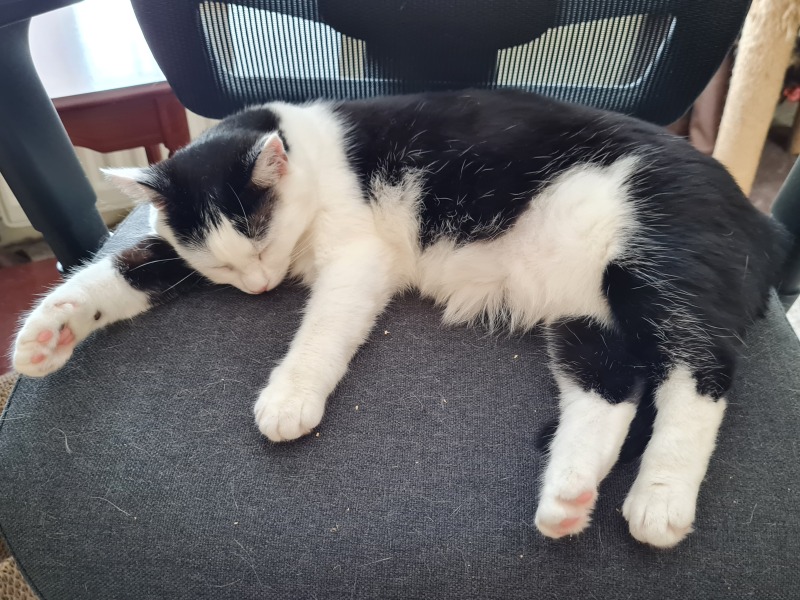 Passports, buckets and spades - the Excellent Cats go on their holidays