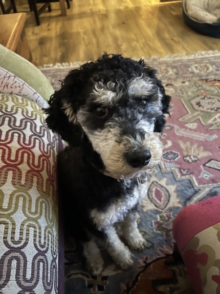 A photo of your dog right now