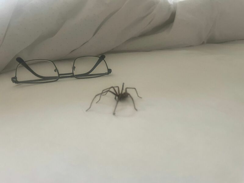 Insects......Please exit my House