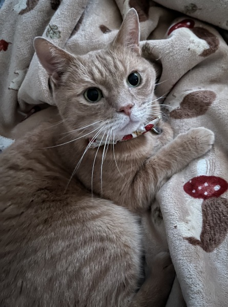 Hyperthyroidism now kidney disease 😢