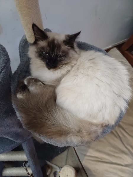 Birman cat desperate to be an outdoor cat